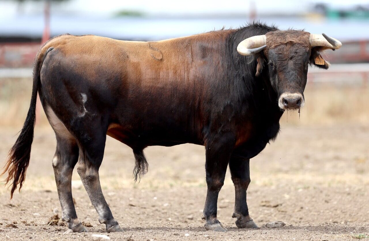 Estos son los novillos de David Ribeiro Telles para El Burgos de Osma