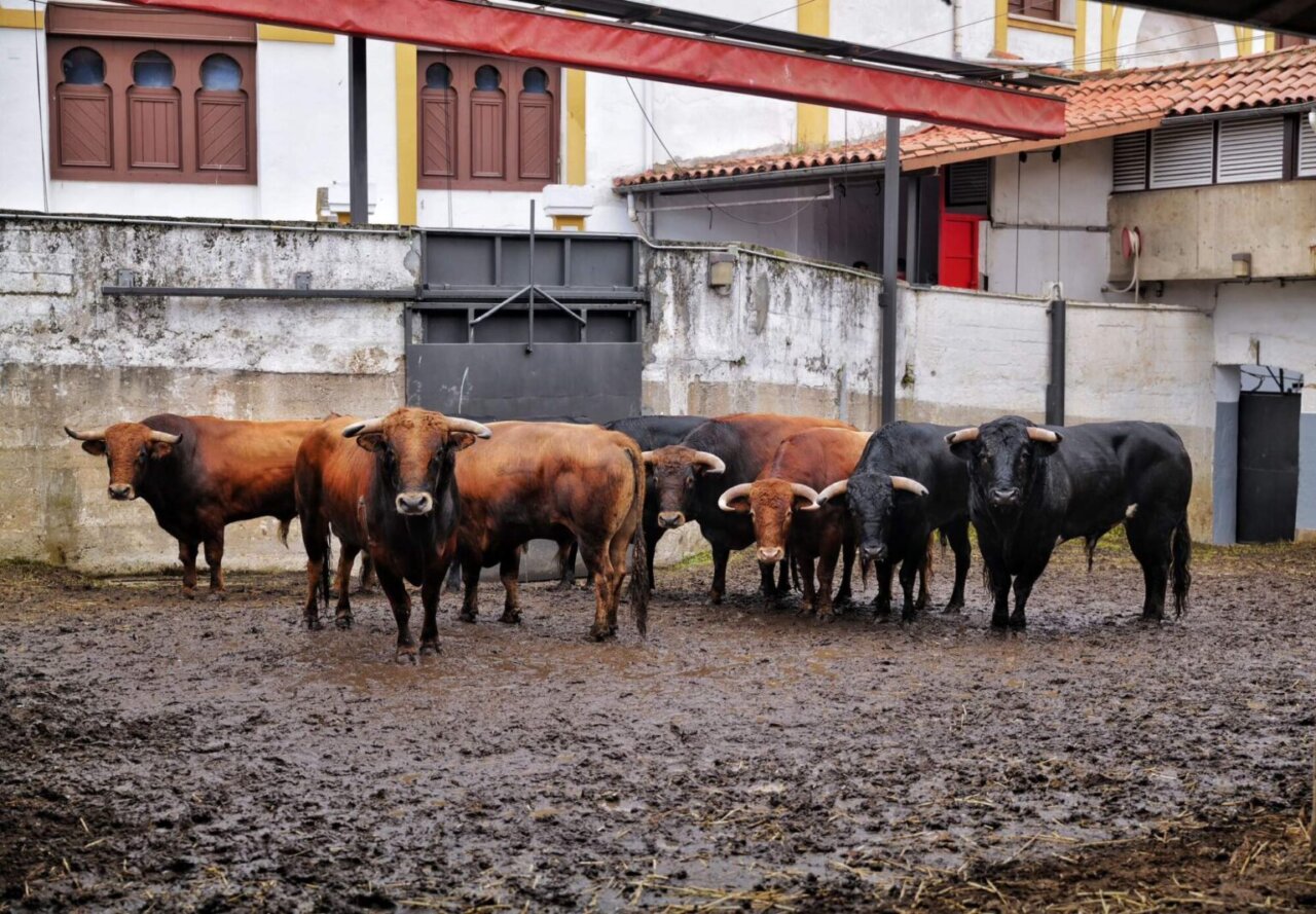 Seis novillos de El Parralejo inauguran la feria de Santander