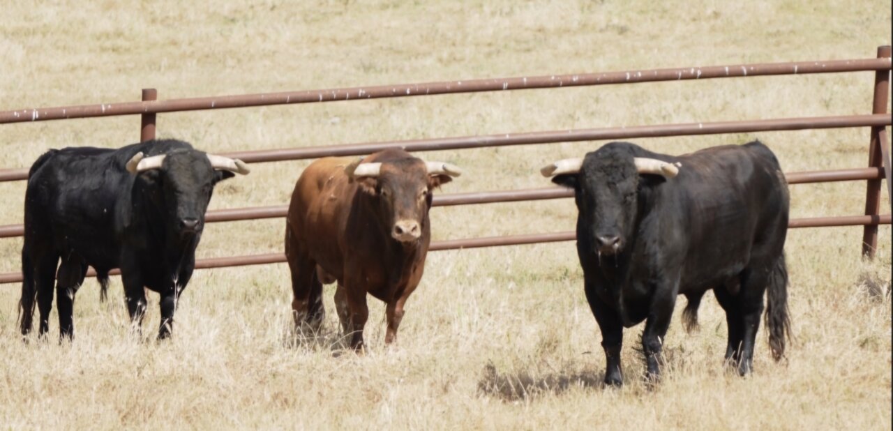 Los toros del regreso de Juan Pedro Domecq a Ciudad Real