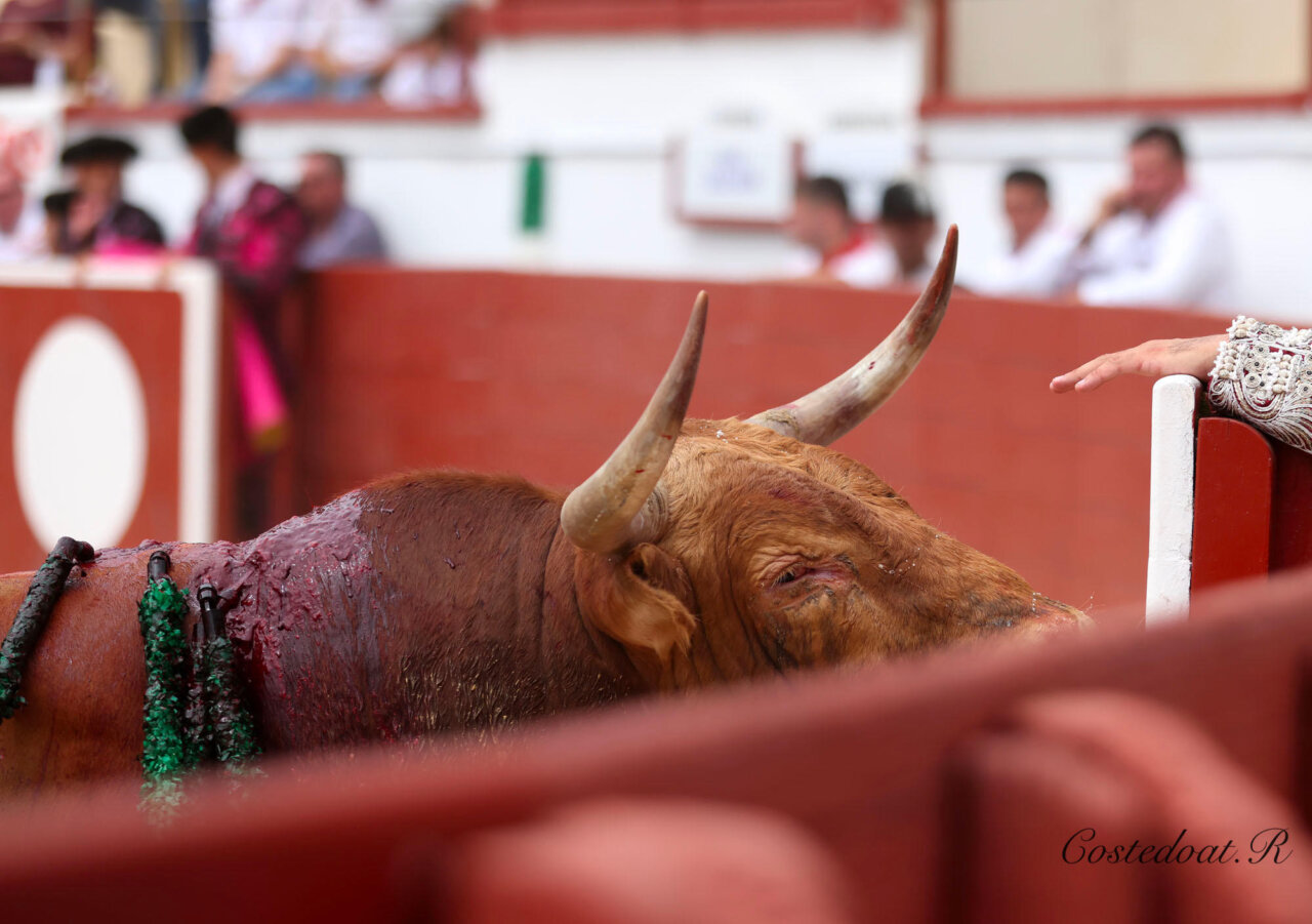Nuevo desafío ganadero para la corrida de las fiestas de Orthez