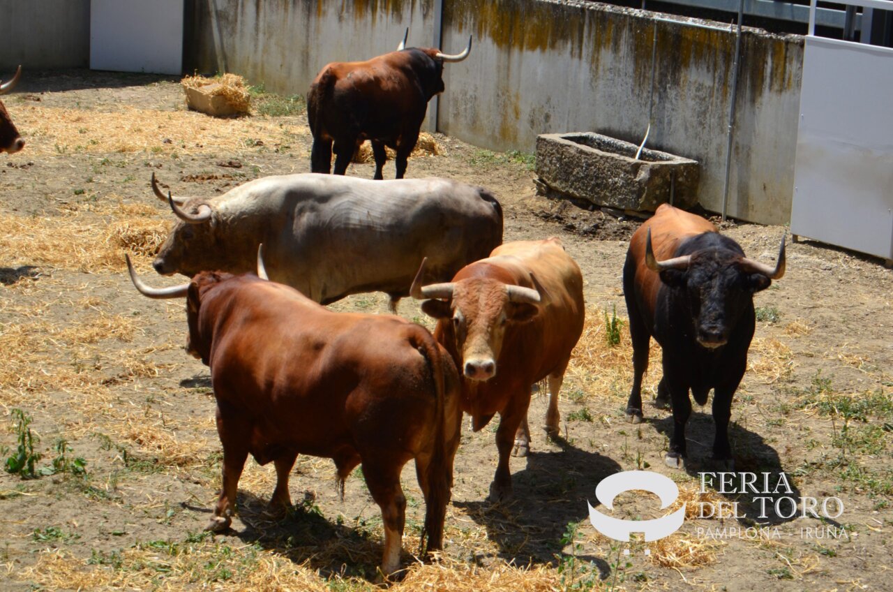 Los toros de Álvaro Núñez y Cebada Gago ya están en los Corrales del Gas