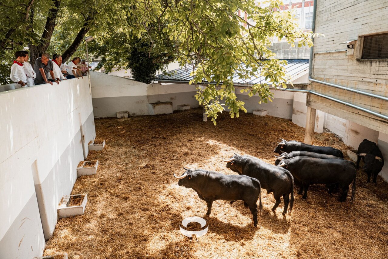 Cinco toros de Carmen Lorenzo y uno de El Capea para la segunda cita de San Fermín