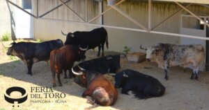 El encierro de Cebada Gago para este 2025 ya en los Corrales del Gas.