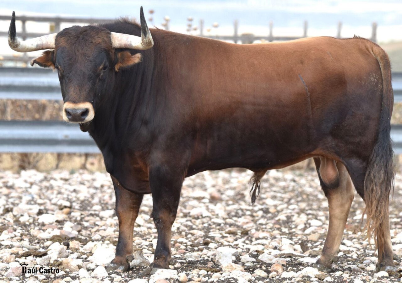 Los toros de Victoriano del Río, Zacarías Moreno y Concha y Sierra para la final de la Copa Chenel