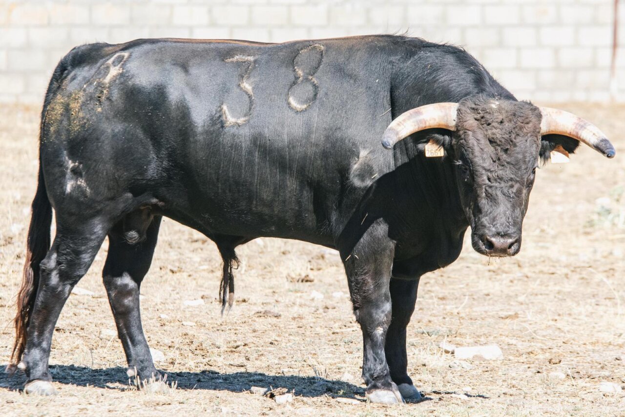 Los novillos de Antonio Palla para la final del Circuito de Castilla y León