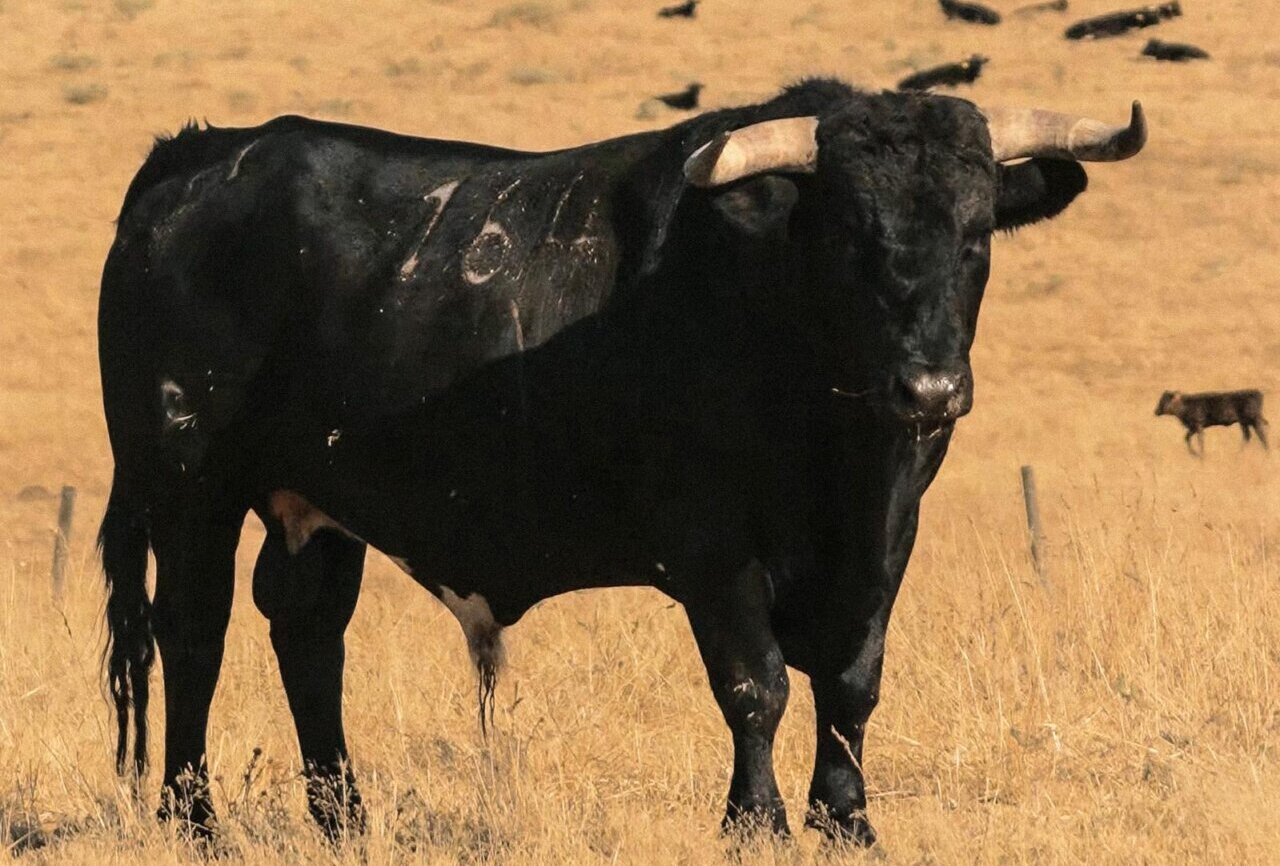 Los toros de Hermanos Moura Caetano para este sábado en Nazaré