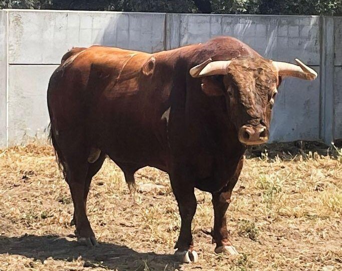Estos son los toros para la gesta en solitario de Castella en Bayona