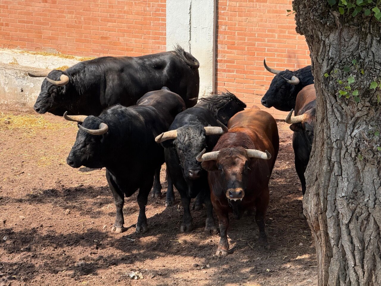Seis de Antonio Bañuelos para cerrar la feria de Burgos