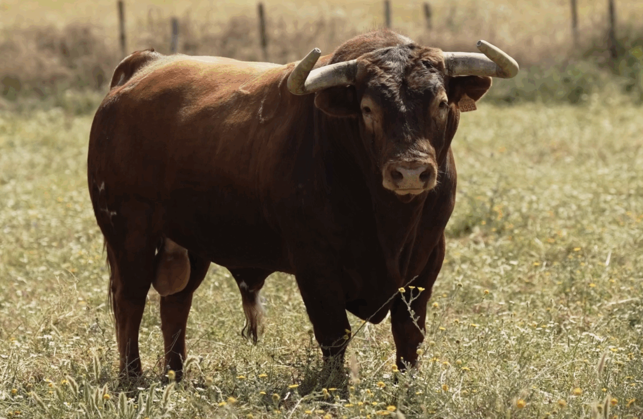 Seria corrida de Martín Lorca para su debut en Ciudad Real