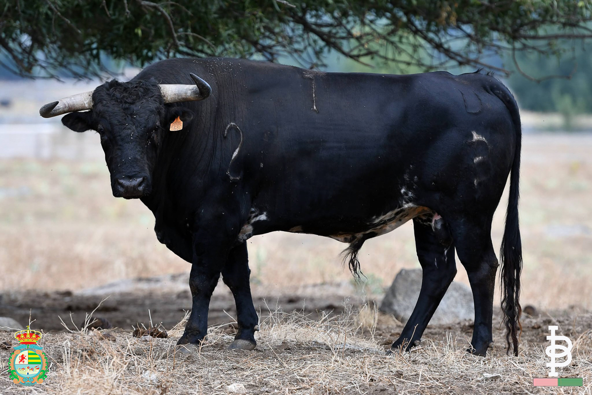 Los novillos de Baltasar Ibán para el Alfarero de Oro: un clásico de Villaseca de la Sagra