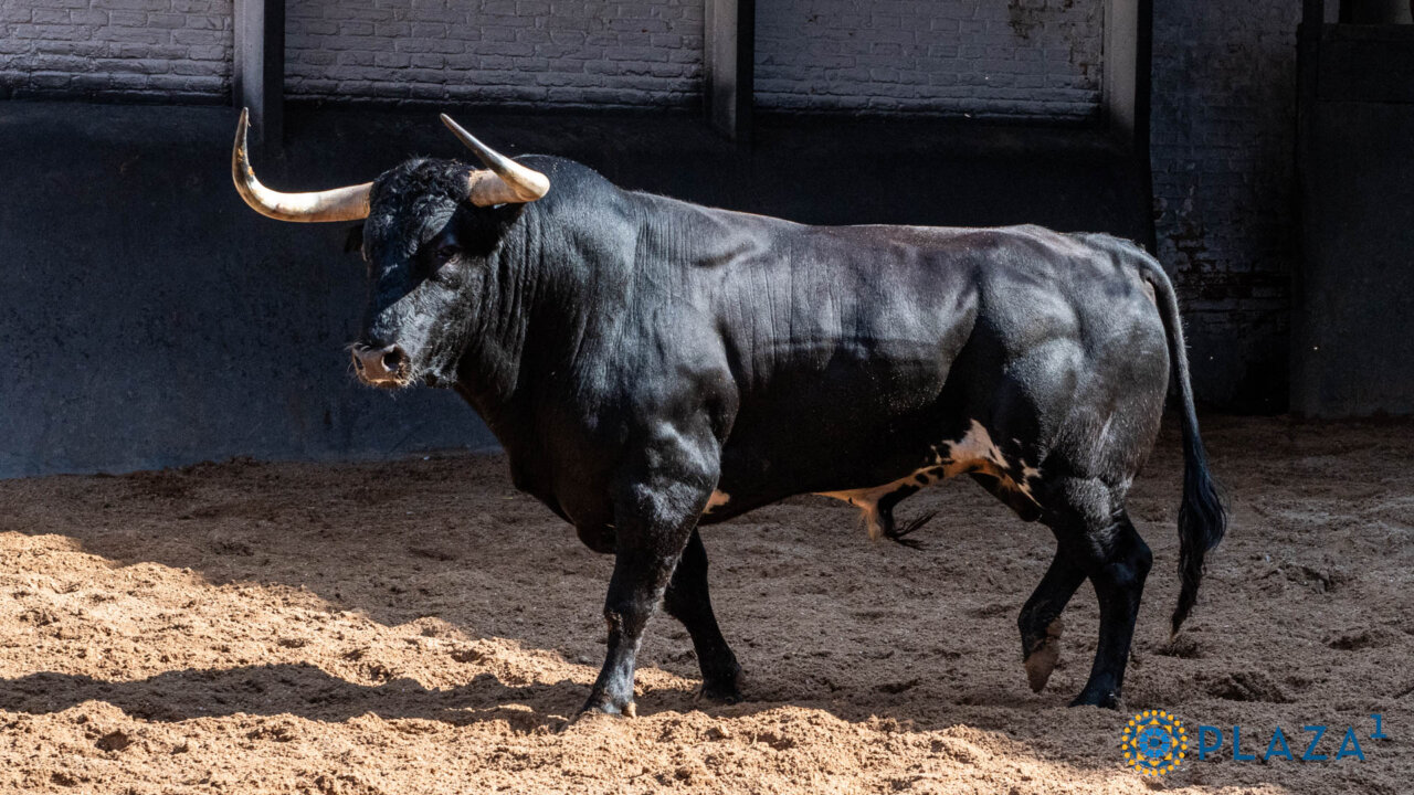 Lama de Góngora confirma alternativa con Gustoso en Las Ventas