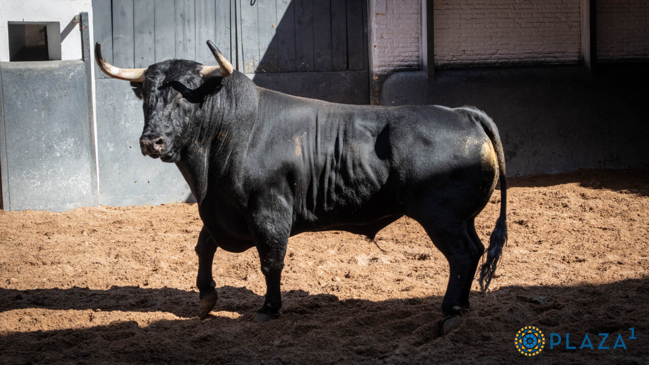 Seis de Fermín Bohórquez para los rejones de esta noche en Las Ventas