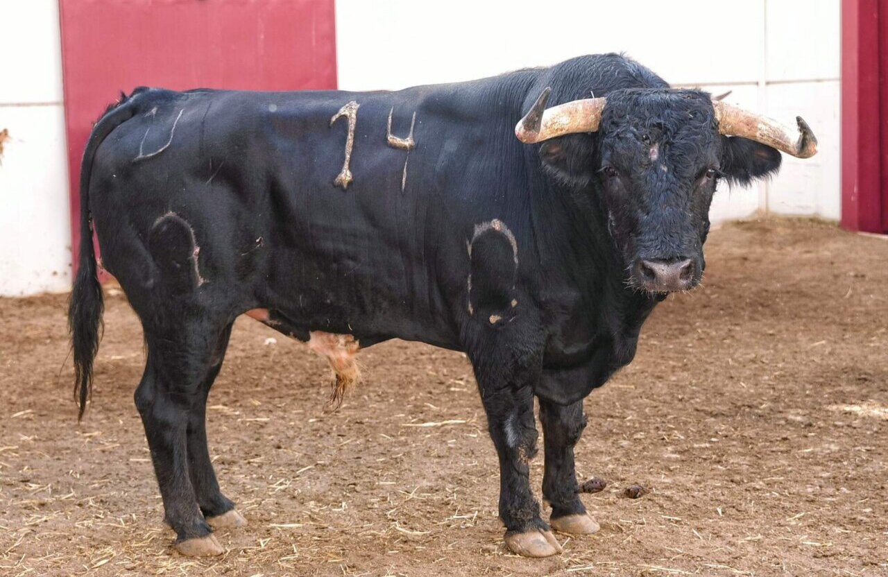 Pablo Páez toma la alternativa con Caminante en Málaga