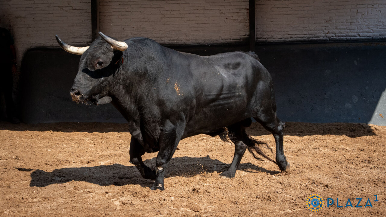 Seis de Bohórquez para la corrida de rejones de Las Ventas