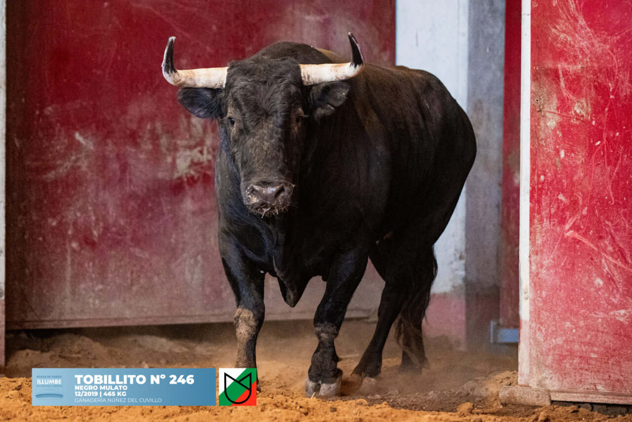 Cuatro de Núñez del Cuvillo y dos de La Purísima en San Sebastián