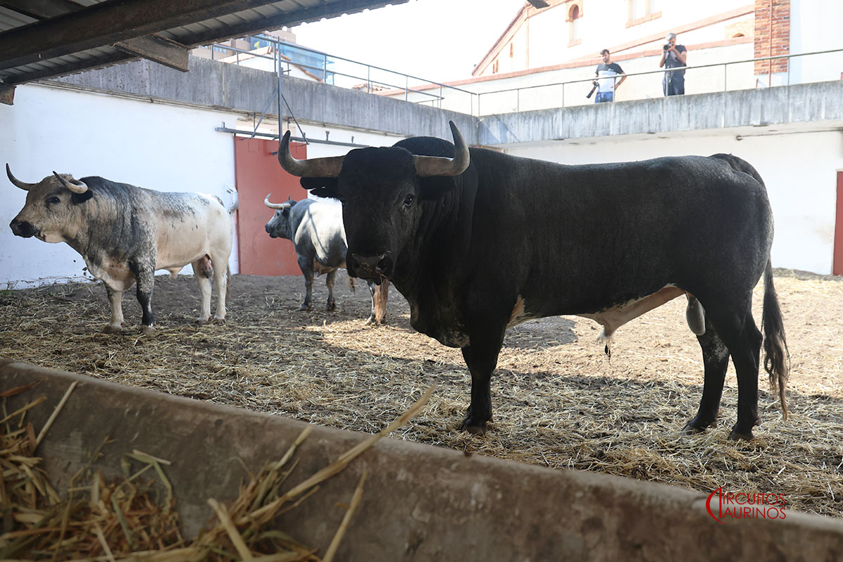 Cumplido, de La Quinta, inaugura la tarde en Gijón