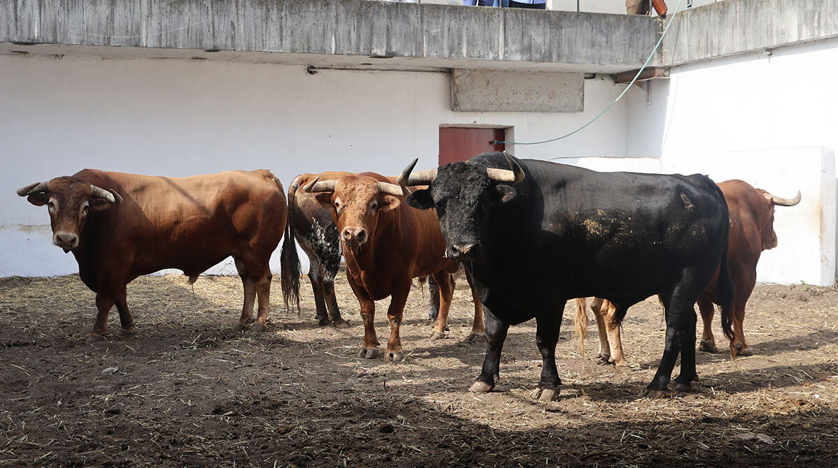 Corrida completa de Núñez del Cuvillo en Gijón