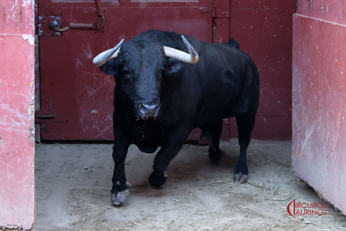 Sorteados los toros del mano a mano entre Ortega y Aguado en El Puerto