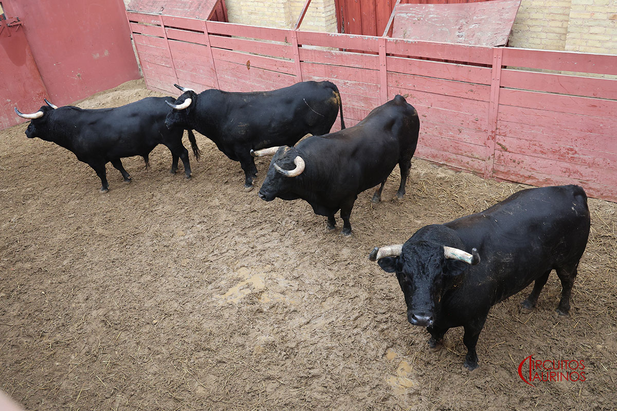 Sorteados los toros de David Ribeiro Telles para la nocturna de rejones en El Puerto