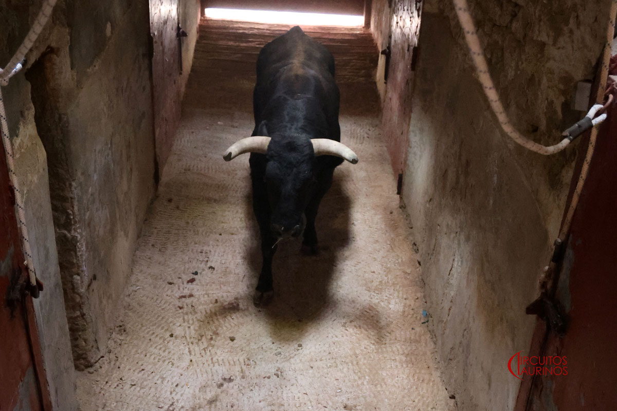 Novillada completa de Toros de Brazuelas para la segunda de Colmenar