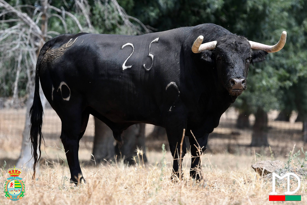 Los novillos de Montealto para el duelo entre Aarón Palacio y El Mene en Villaseca