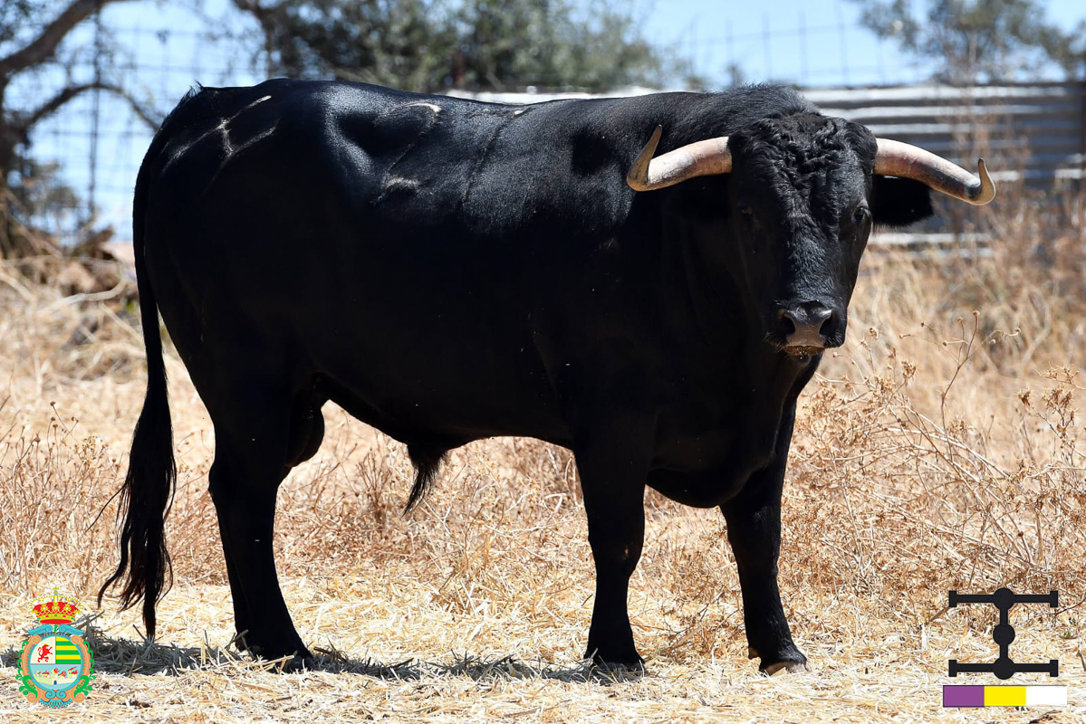 Así son los novillos de Cuadri para el Alfarero de Oro de Villaseca de la Sagra