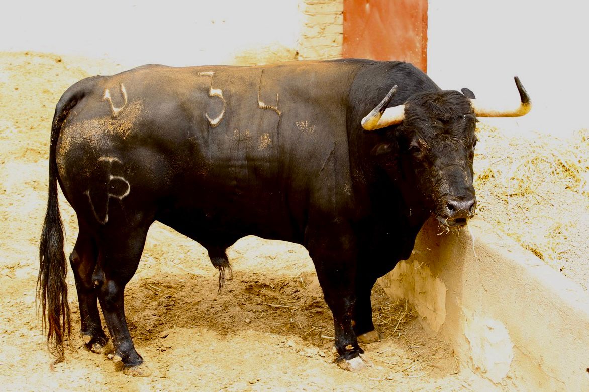Seis de Román Sorando para la corrida de este martes en Cuenca