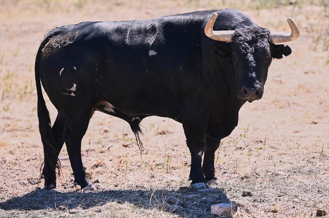 Así son los toros de Garcigrande para la feria de Béziers