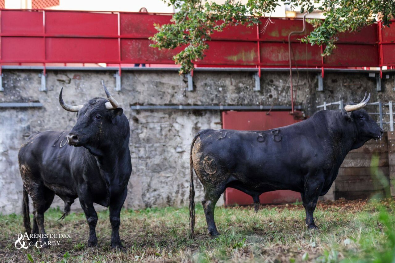 Los toros de Victoriano del Río y Juan Pedro Domecq llegan a Dax