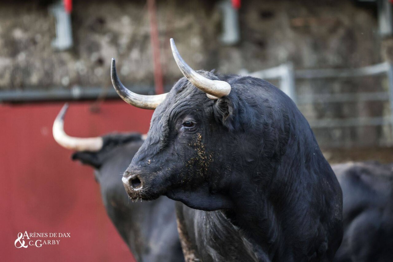 La Unión de Villas Taurinas de Francia prepara un protocolo sanitario con el Ministerio de Agricultura