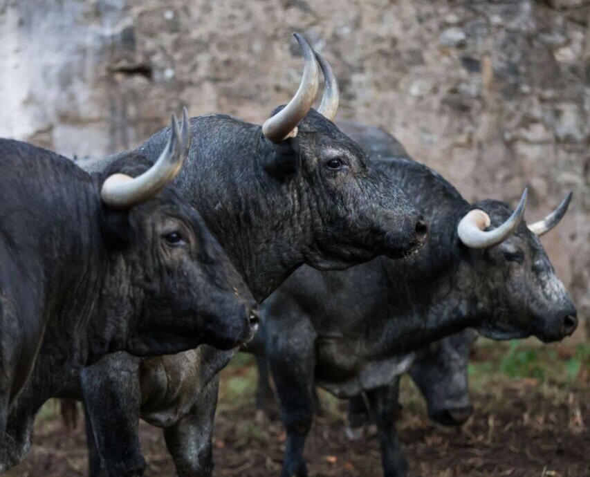 Los corrales de Dax, completos: llega Victorino Martín, El Freixo y Pedraza de Yeltes