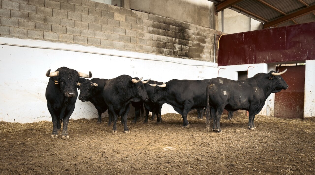 Seis de Guiomar Cortés Moura para la cita de rejones de Palencia