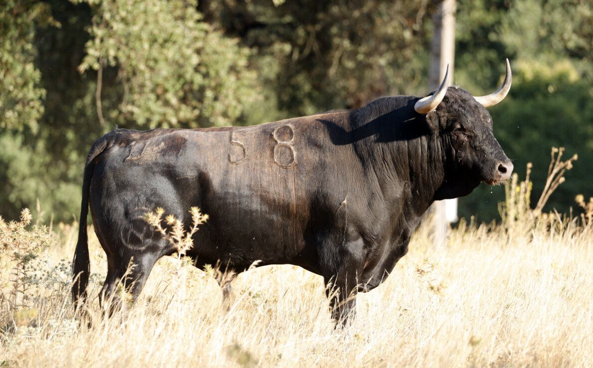 Dolores Aguirre: el toro de culto