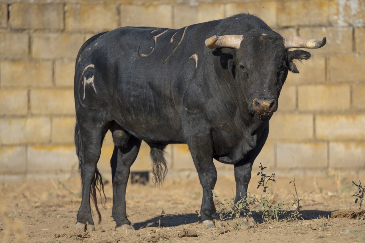 Los novillos de Juan Manuel Criado para la final del Circuito de Extremadura