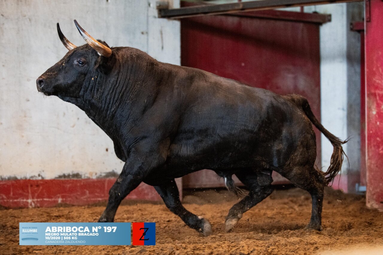 El Capea y Zalduendo abrochan la Semana Grande en Illumbe