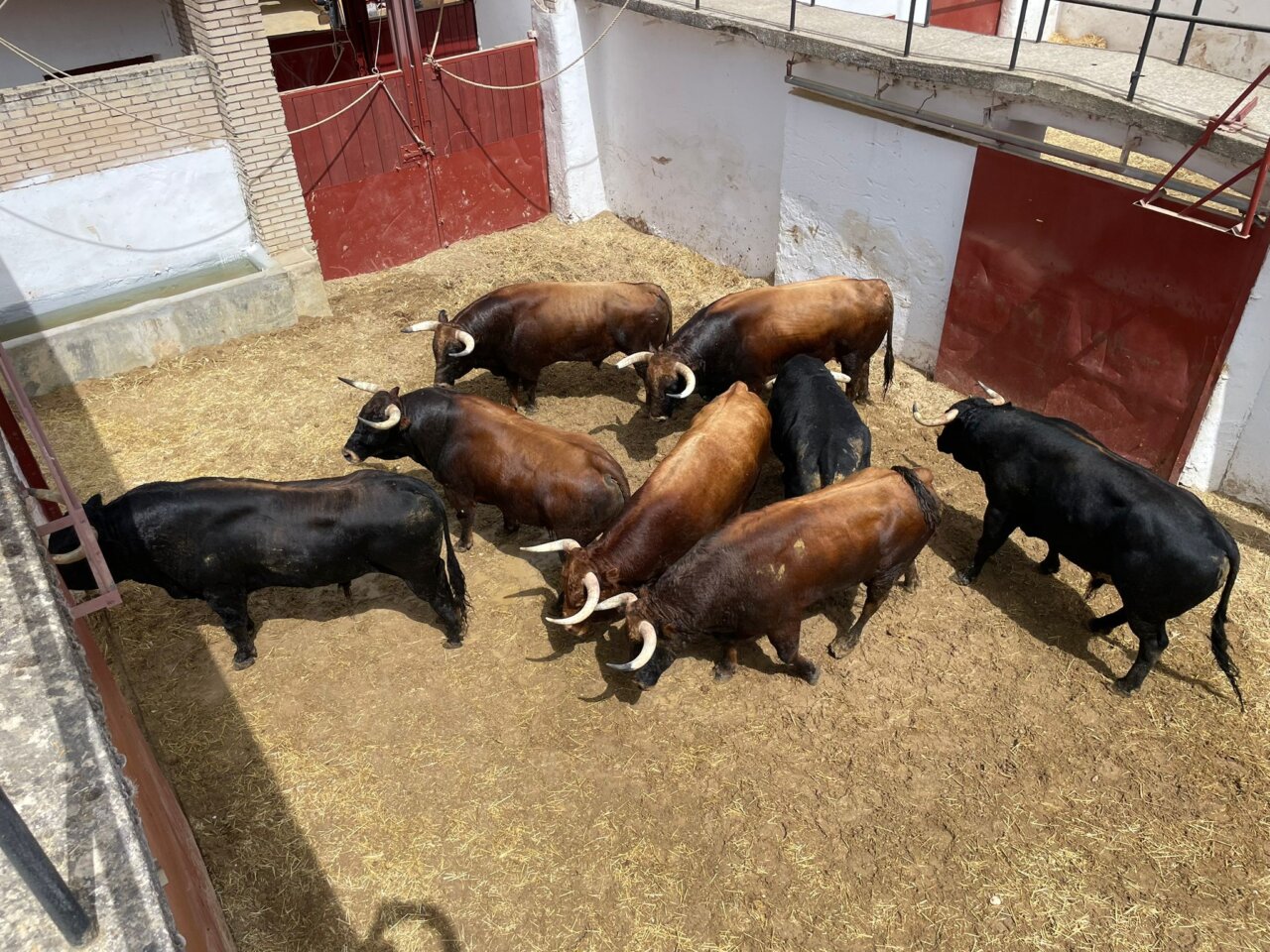 Jabalero, de El Pilar, abre el cartel de este miércoles en Cuenca