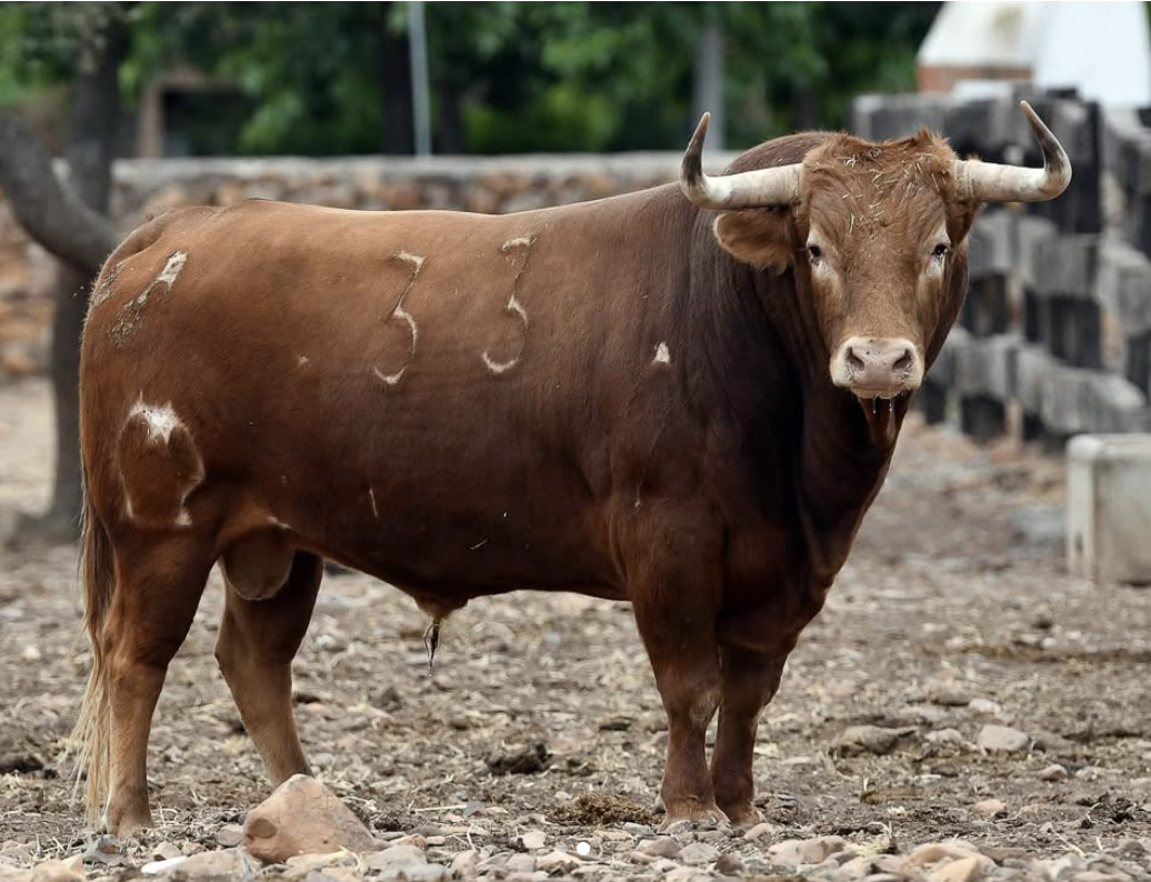 De Guerrito a Farolero, en la Novillada de Aniversario que sube el telón al Alfarero de Oro
