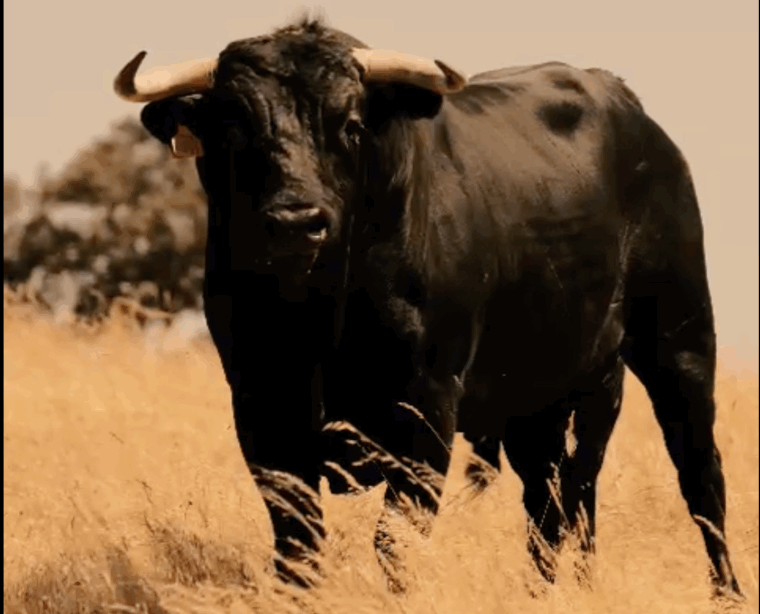 Los toros de Luis Rocha para este sábado en Figueira da Foz