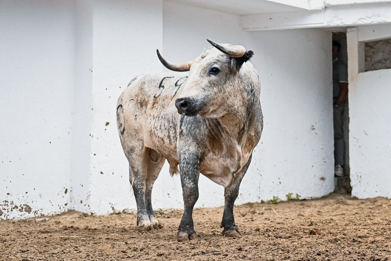 Seis de Ana Romero para la segunda de feria en Azpeitia