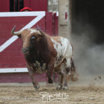 Foto: Phillippe Gil Mir