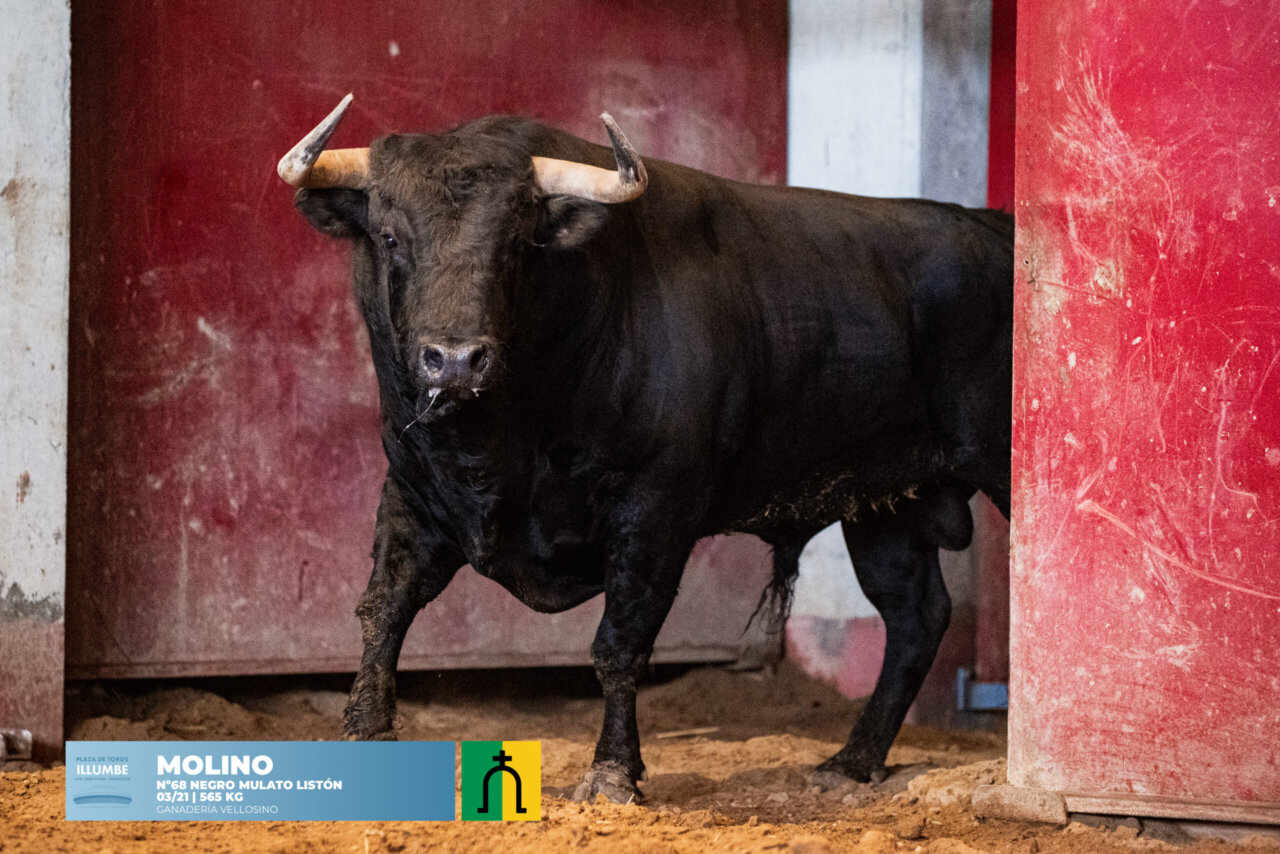 Nochetriste, de Vellosino, inaugura la Semana Grande de San Sebastián