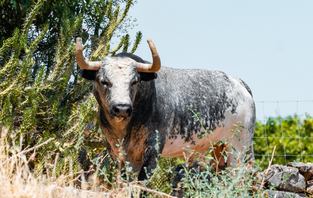 Entipada corrida de La Quinta para Bilbao