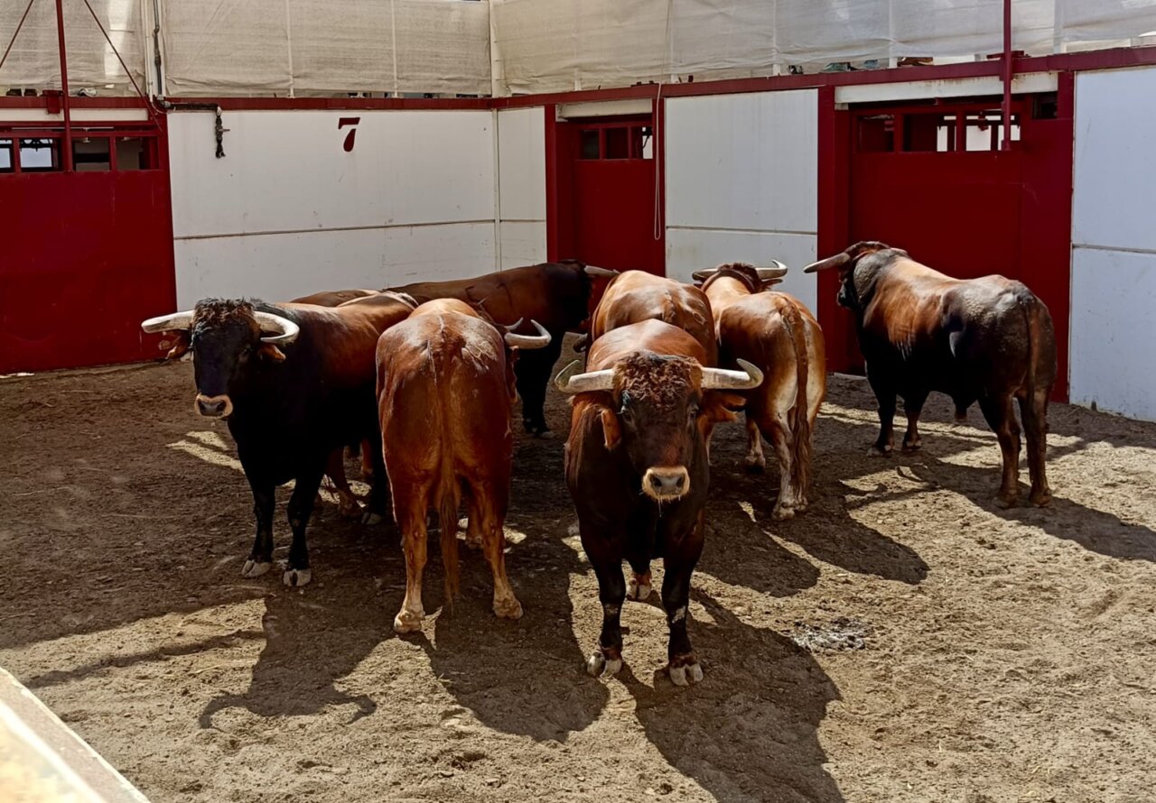 De Borrachito a Botellista, los seis novillos de Macandro para Málaga