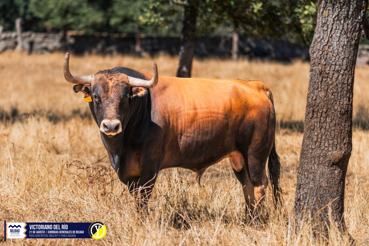 Imponente lote de Victoriano del Río para la gran cita del 21 de agosto en Bilbao