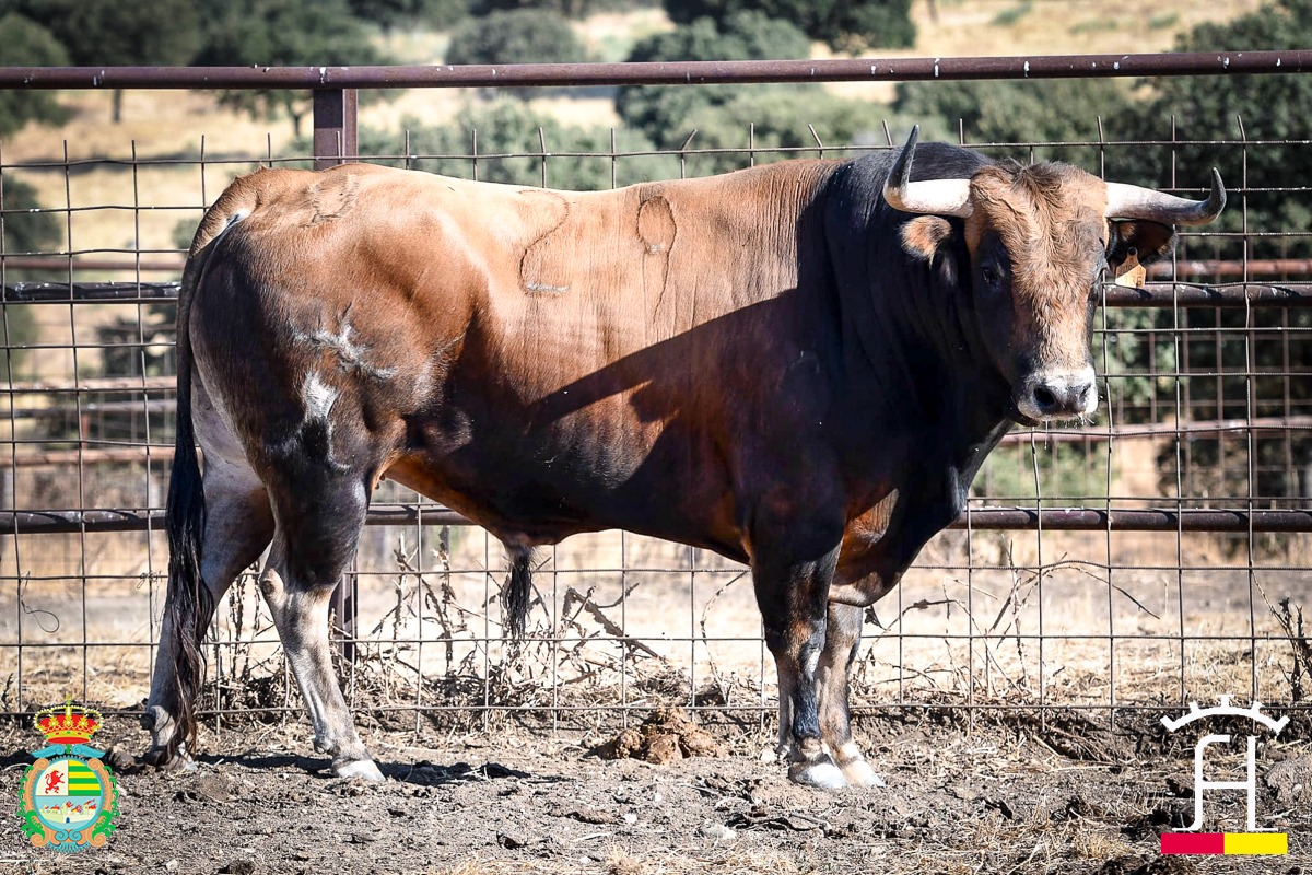 Acento toledano en las ganaderías que abren el Alfarero de Oro