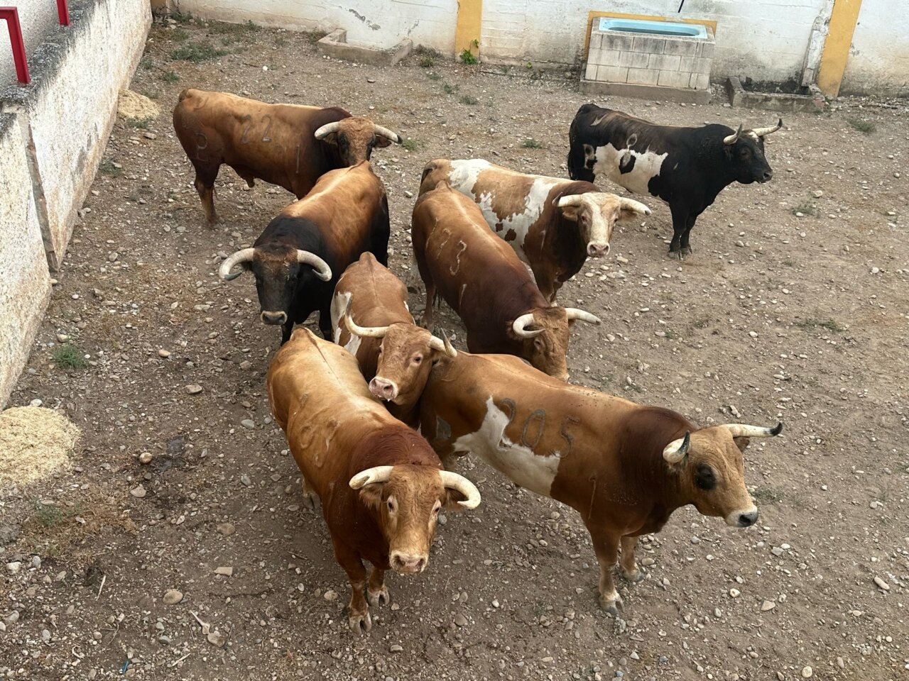 Los toros de Alcurrucén, ya en los corrales de Alfaro para la alternativa de Fabio Jiménez