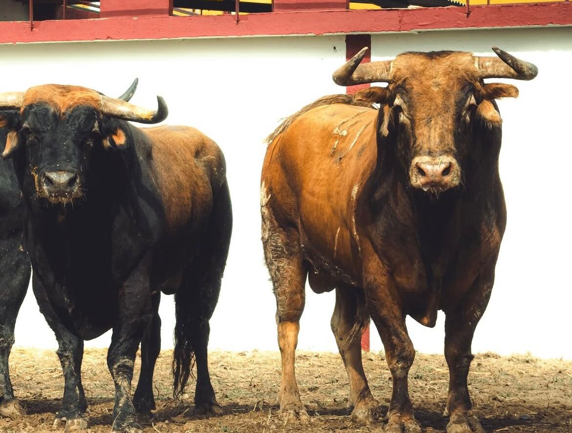 Tres de Fuente Ymbro y tres de Santiago Domecq para la segunda de Tarazona