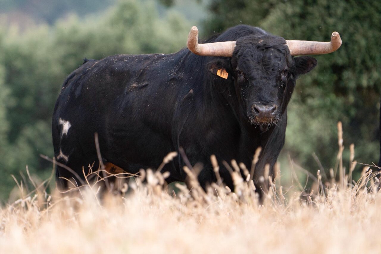 Serio lote de José Cruz para la Vid de Oro de Arganda del Rey