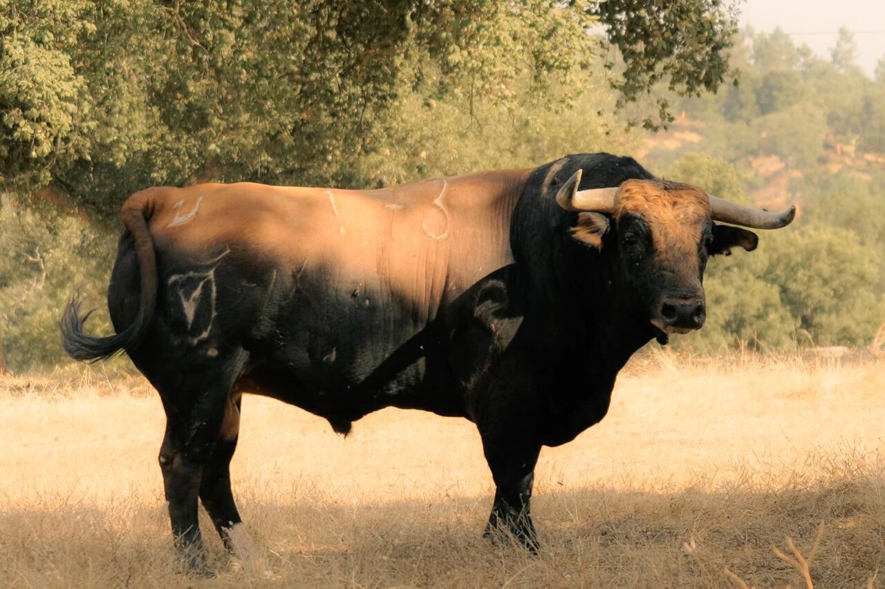 Los toros de Manuel Veiga para el 130 aniversario del Coliseu Figueirense