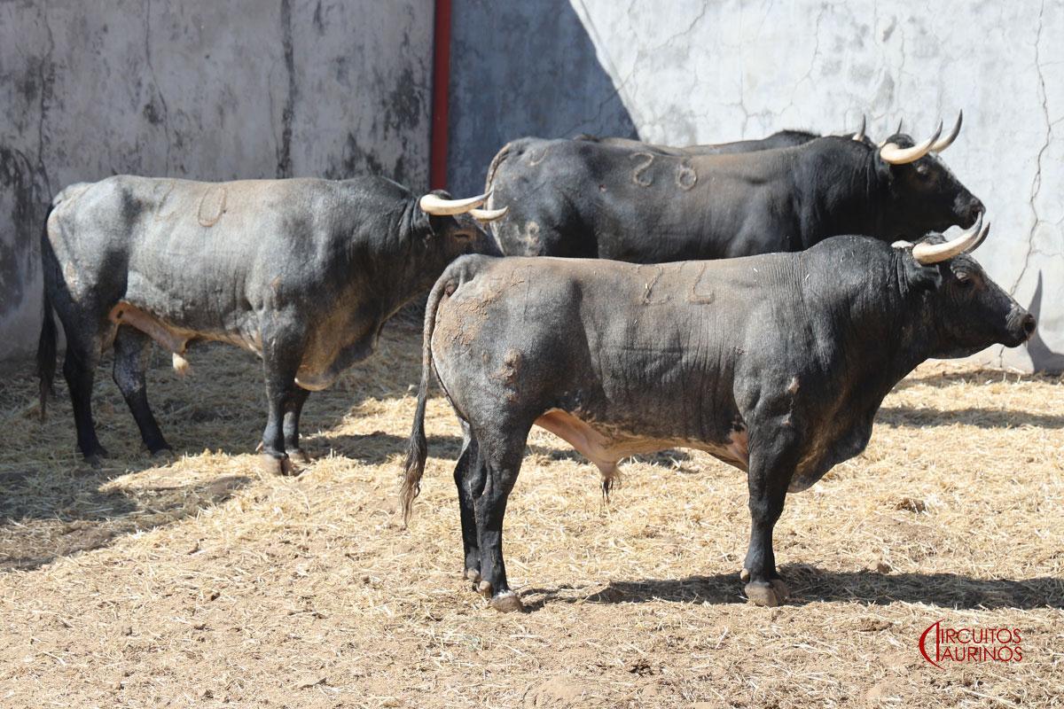 Corrida completa de Rehuelga en el inicio de la Feria de Colmenar